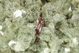 Lustrous Muscovite Crystal Cluster - Adams Farm, North Carolina #244730-1